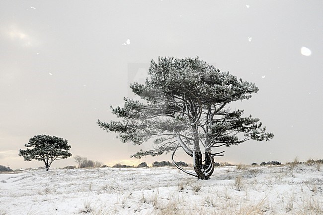 Sneeuwval in duinen met besneeuwde dennen; snowfall in the Dunes with fir trees stock-image by Agami/Rob Riemer,