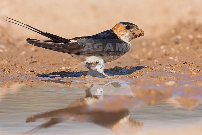 Western Red-rumped Swallow, Roodstuitzwaluw, Cecopris daurica ssp. rufula, Croatia, adult stock-image by Agami/Ralph Martin,