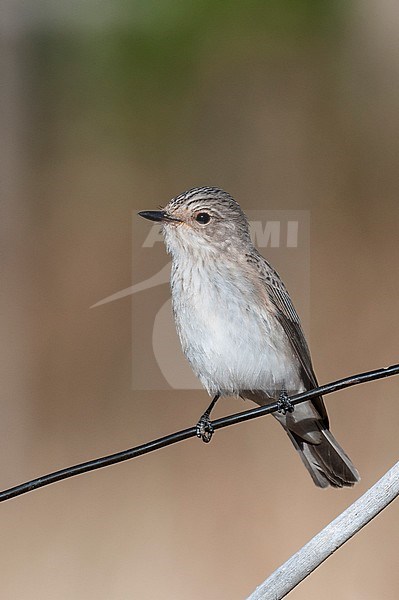 grauwe vliegenvanger; spotted flycatcher; musciapa striata stock-image by Agami/Arend Wassink,