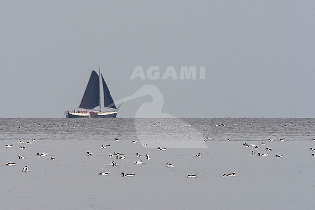 Bergeend groep zwemmend in Waddenzee met zeilboot op achtergrond; Common Shelduck swimming in Wadden Sea with sailing boat in background stock-image by Agami/Marc Guyt,