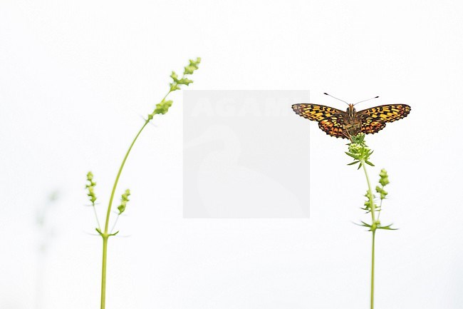 Boloria angarensis, Russia (Baikal), imago stock-image by Agami/Ralph Martin,