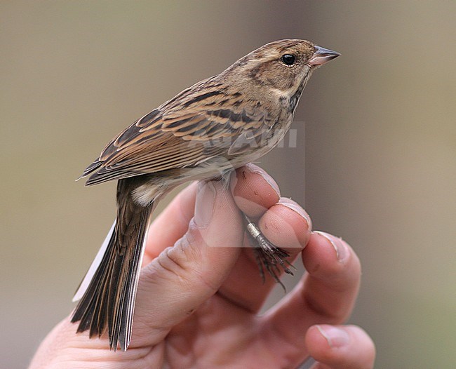 First-winter female Black-faced Bunting (Emberiza spodocephala) caught at ringing station in Beidaihe, China. stock-image by Agami/Magnus Hellström,