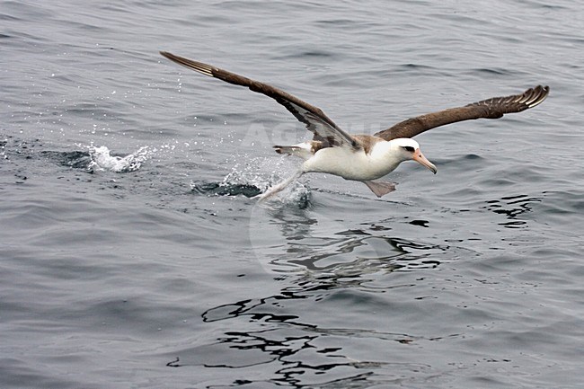 Volwassen Laysanalbatros in de vlucht; Adult Laysan Albatross in flight stock-image by Agami/Martijn Verdoes,