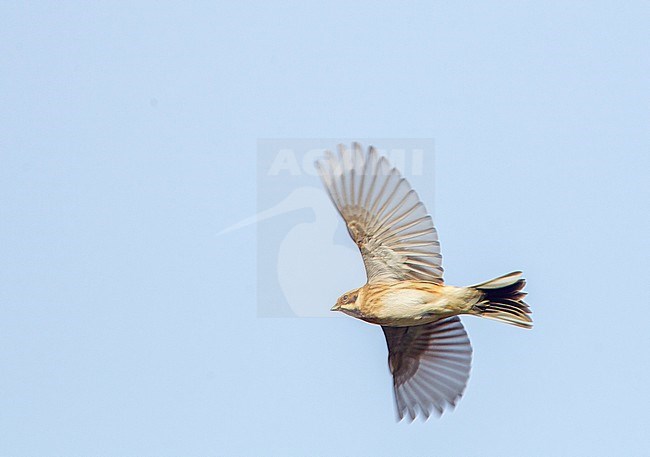 Wintering Common Reed Bunting (Emberiza schoeniclus) in flight seen from below stock-image by Agami/Menno van Duijn,