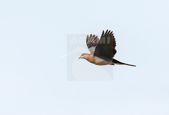 Laughing Dove (Streptopelia senegalensis) in Israel. stock-image by Agami/Marc Guyt,