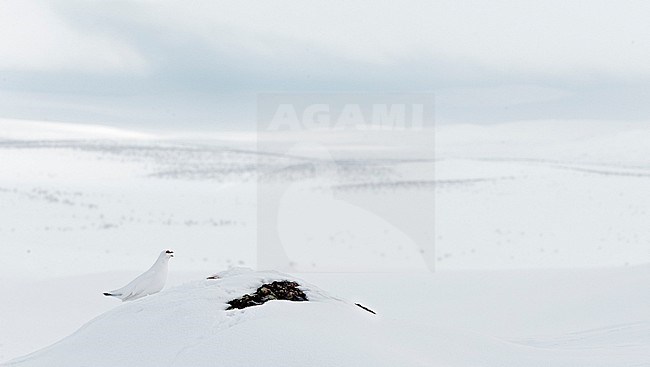 Mannetje Alpensneeuwhoen roepend in de sneeuw, Male Rock Ptarmigan calling in the snow stock-image by Agami/Markus Varesvuo,