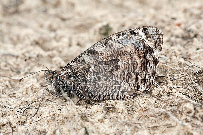 Heivlinder / Grayling (Hipparchia semele) stock-image by Agami/Wil Leurs,