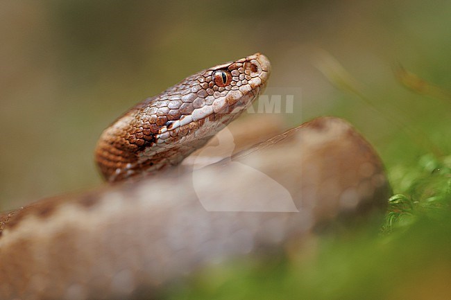 Seoane’s Viper (Vipera seoanei) taken the 18/07/2023 at Iraty - France. stock-image by Agami/Nicolas Bastide,