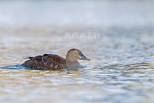 First-winter female King Eider (Somateria spectabilis) swimming in a harbor in North Norway. stock-image by Agami/Ralph Martin,