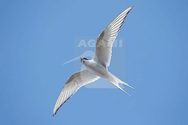 Adult breeding Arctic Tern (Sterna paradisaea) flying over the tundra of Churchill, Manitoba, Canada. With blue sky as a background. Seen from below. stock-image by Agami/Brian E Small,