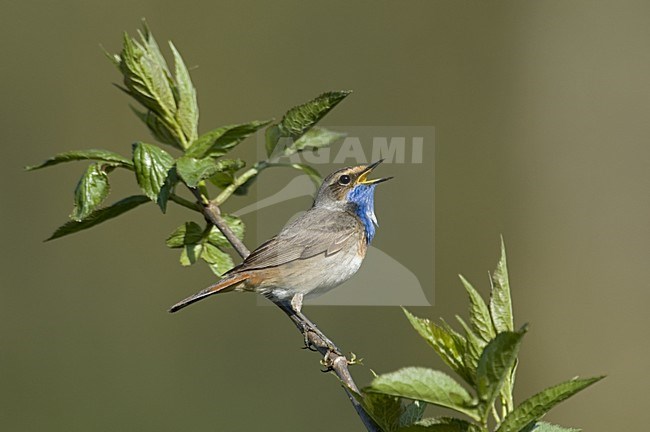 Bluethroat singing;Blauwborst zingend stock-image by Agami/Roy de Haas,