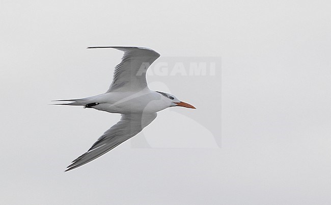 Royal Tern (Thalasseus maximus), in flight at Cape May, New Jersey, USA stock-image by Agami/Helge Sorensen,