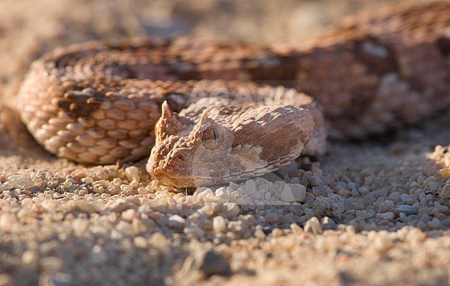 Horned adder (Bitis caudalis) in Namibia. stock-image by Agami/Jacob Garvelink,