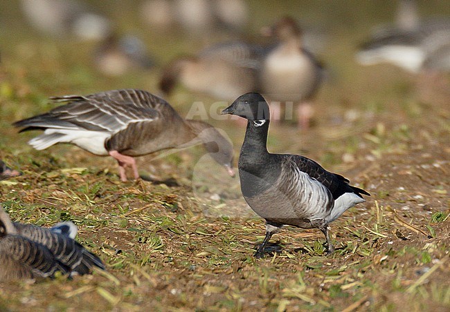 Wintering Grey-bellied Brant, Fring, Norfolk, England. Identified in England as this form. stock-image by Agami/Steve Gantlett,