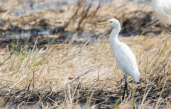 Eastern Cattle Egret, Bubulcus coromandus, wintering in Thailand. stock-image by Agami/Ian Davies,