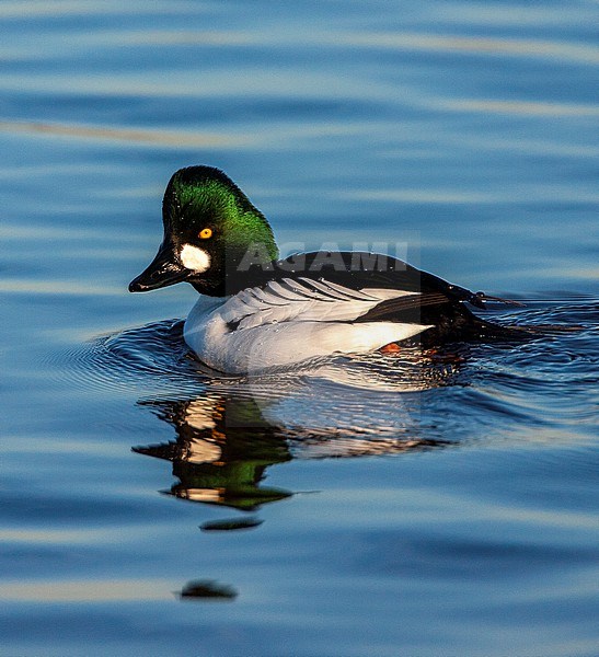 Wintering male Common Goldeneye, Bucephala clangula, swimming at Starrevaart, Netherlands. stock-image by Agami/Marc Guyt,