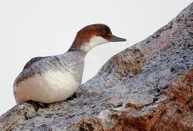 Vrouwtje Nonnetje; Female Smew stock-image by Agami/Markus Varesvuo,