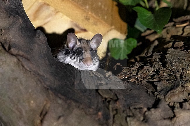 Garden Dormouse (Eliomys quercinus) just out of the nest at evening, in Brussels, Belgium. stock-image by Agami/Vincent Legrand,