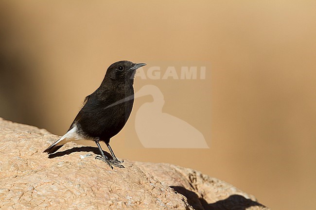 Black Wheatear - Trauersteinschmätzer - Oenanthe leucura ssp. riggenbachi, Morocco, adult male stock-image by Agami/Ralph Martin,