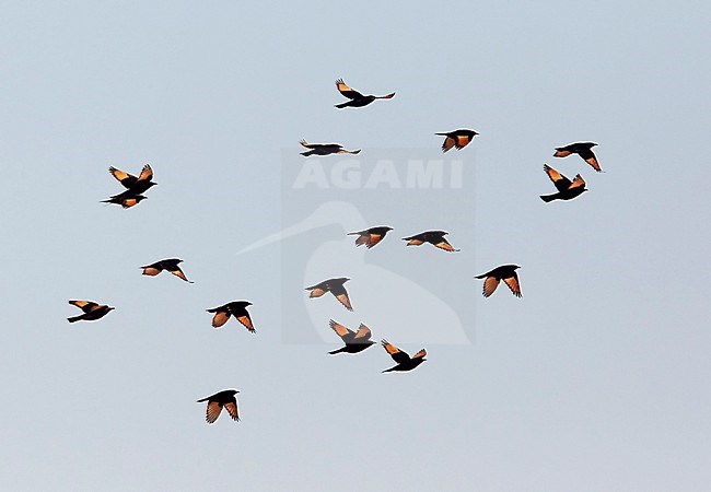 Tristram's Grackle, Onychognathus tristramii, in Israel. stock-image by Agami/Tomi Muukkonen,