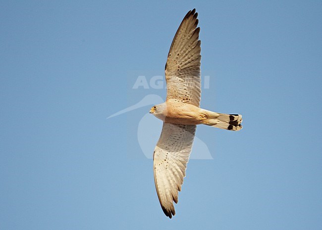 Mannetje Kleine torenvalk in vlucht, Male Lesser Kestrel in flight stock-image by Agami/Markus Varesvuo,