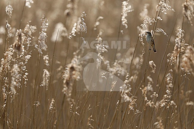 Sedge Warbler (Acrocephalus schoenobaenus) perched in top of a reed bed in the Netherlands. Photographed with backlight. stock-image by Agami/Chris van Rijswijk,