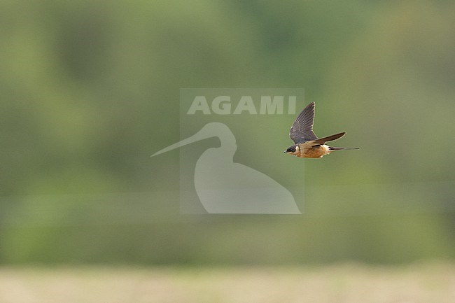 Red-breasted Swallow (Cecropis semirufa) in flight against a green background at Helsingør, Denmark (1st record for Europe) stock-image by Agami/Helge Sorensen,