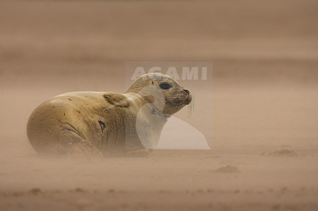 Jonge Gewone Zeehond op strand, Common Seal pup on the beach stock-image by Agami/Danny Green,