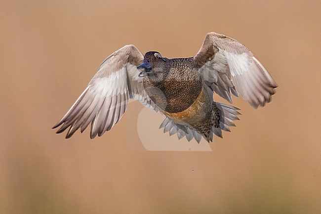 Male Garganey (Anas querquedula) calling in flight stock-image by Agami/Daniele Occhiato,