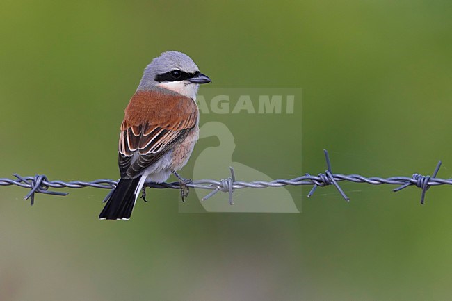 Grauwe Klauwier mannetje zittend op prikkeldraad; Red-backed Shrike male perched on barbed wire stock-image by Agami/Daniele Occhiato,