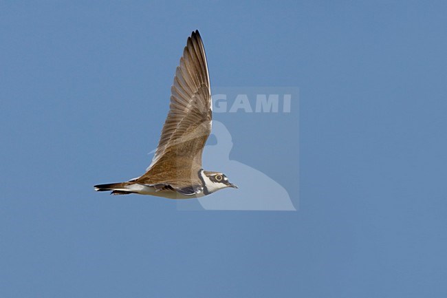 Little Ringed Plover adult flying; Kleine Plevier volwassen vliegend stock-image by Agami/Daniele Occhiato,