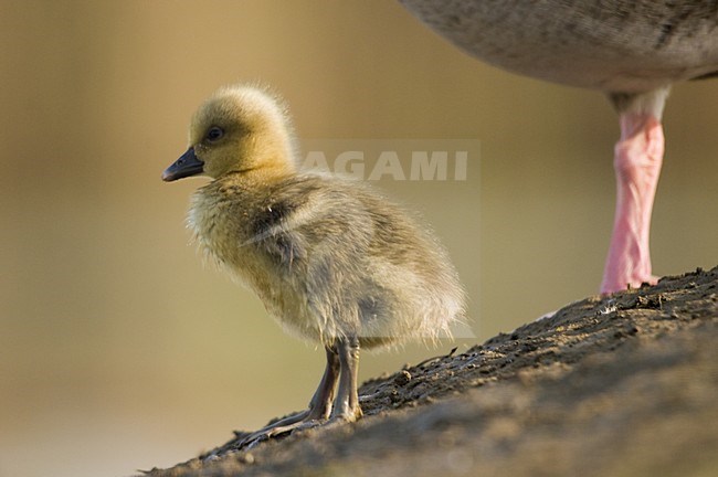 Grauwe Gans jong; Grey-lag Goose young stock-image by Agami/Bence Mate,