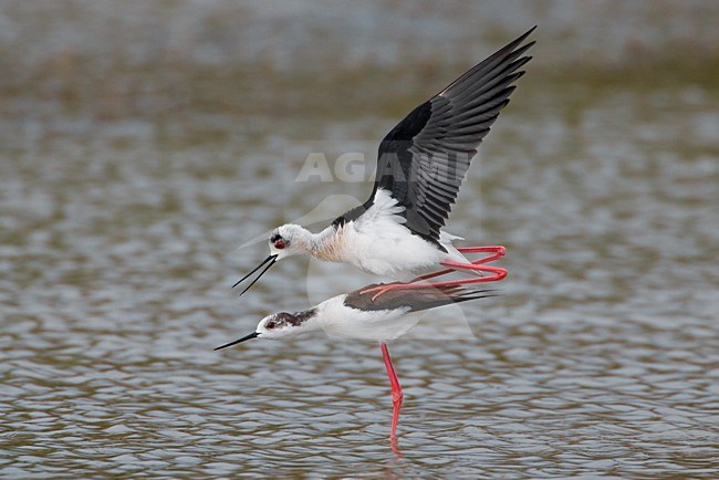 Parende Steltkluten; Black-winged Stilts mating stock-image by Agami/Daniele Occhiato,