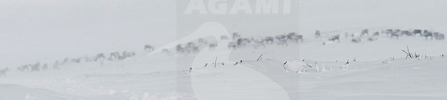 Mannetje Alpensneeuwhoen in de sneeuw, Male Rock Ptarmigan in the snow stock-image by Agami/Markus Varesvuo,