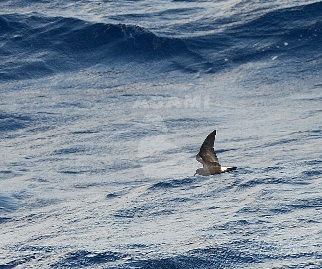 Cape Verde Storm Petrel (Hydrobates jabejabe) off Cape Verde islands. Most probably this species. stock-image by Agami/Laurens Steijn,