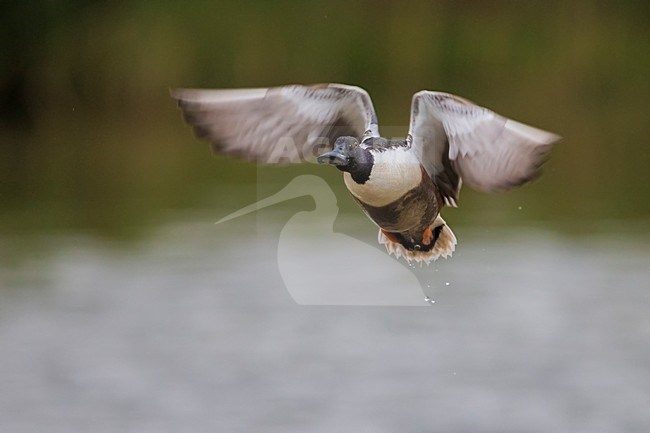 Vliegend mannetje Slobeend; Northern Shoveler male in flight stock-image by Agami/Daniele Occhiato,