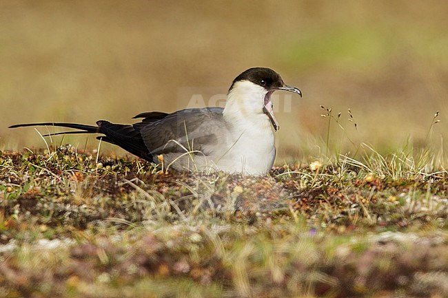 Long-tailed Jaeger (Stercorarius longicaudus) perched on the tundra in Nome, Alaska. stock-image by Agami/Glenn Bartley,