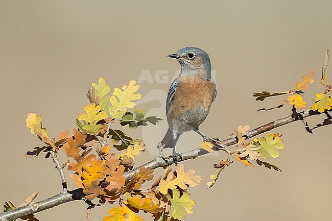 Adult female
Santa Barbara Co., CA
November 2022 stock-image by Agami/Brian E Small,