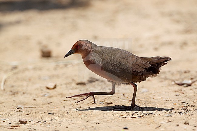 Ruddy-breasted Crake (Zapornia fusca) walking on ground at Laem Pak Bia, Thailand stock-image by Agami/Helge Sorensen,