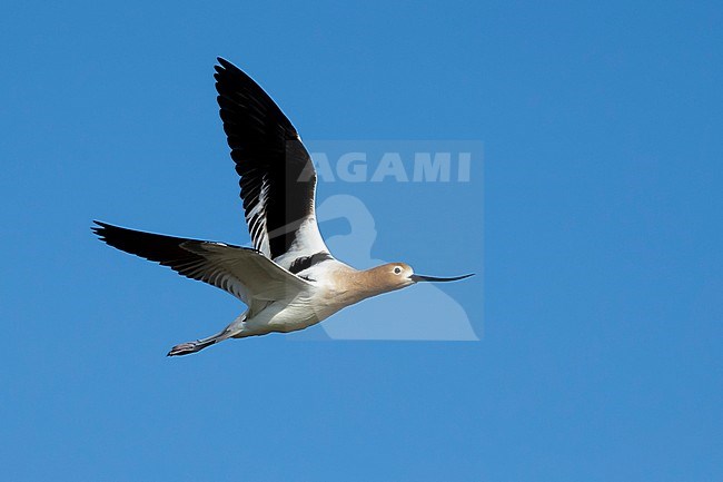 Adult female American Avocet (Recurvirostra americana) in breeding plumage flying over marsh in Galveston Co., Texas, USA. stock-image by Agami/Brian E Small,