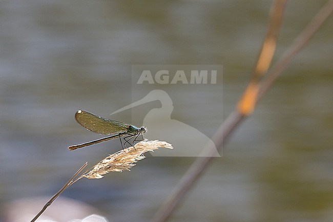 Iberische Beekjuffer, Western demoiselle, Calopteryx xanthostoma stock-image by Agami/Theo Douma,