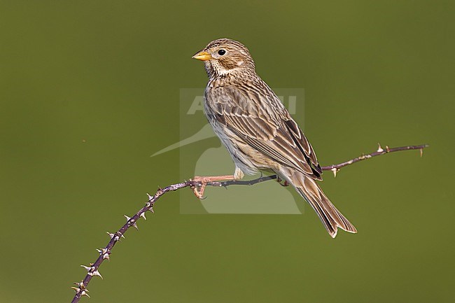 Corn Bunting, Emberiza calandra, in Italy. stock-image by Agami/Daniele Occhiato,