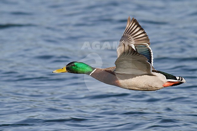 Mallard (Anas platyrhynchos) flying in Victoria, BC, Canada. stock-image by Agami/Glenn Bartley,