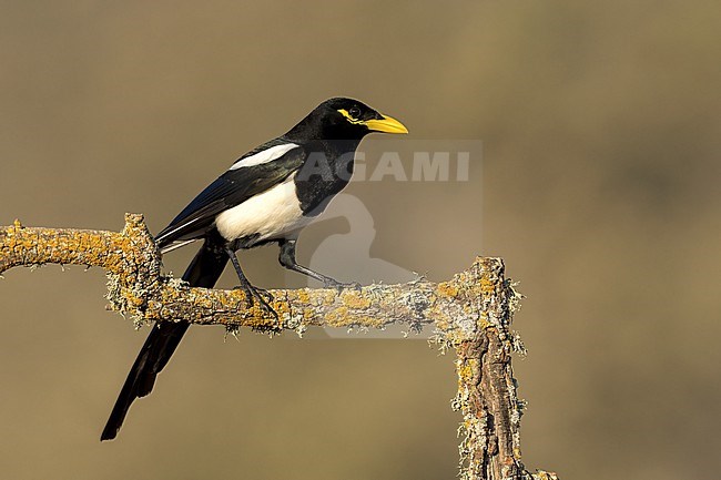 Adult
Santa Barbara Co., CA
November 2021 stock-image by Agami/Brian E Small,