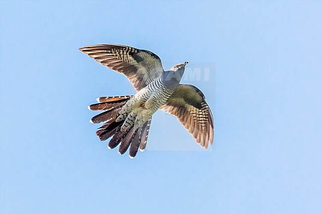 Oriental Cuckoo (Cuculus saturatus optatus) in flight carrying food, Yekaterinburg, Russian Federation. stock-image by Agami/Rafael Armada,