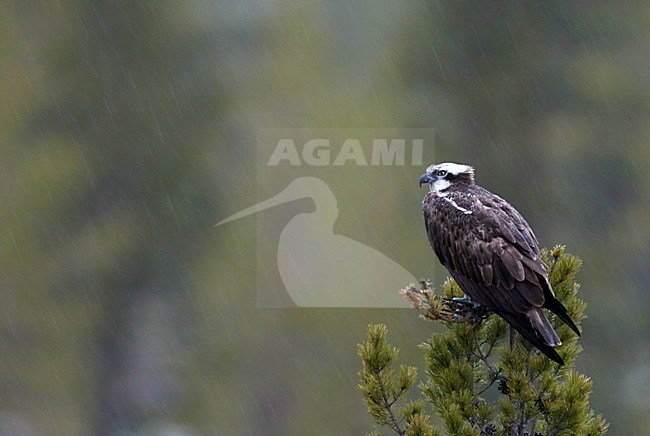 Visarend zittend in de regen, Osprey perched in the rain stock-image by Agami/Markus Varesvuo,