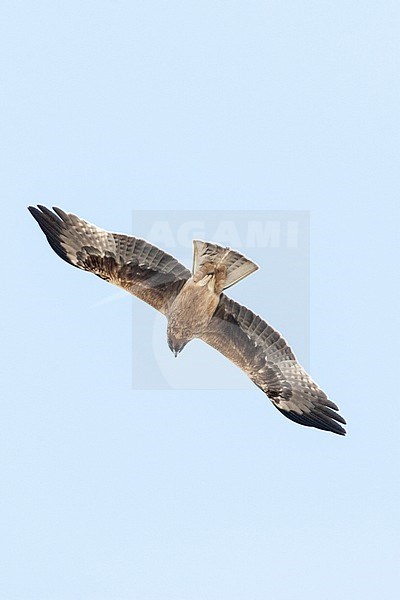 Dark phase Booted Eagle (Hieraaetus pennatus) on migration over Eilat Mountains, Eilat, Israel stock-image by Agami/Marc Guyt,