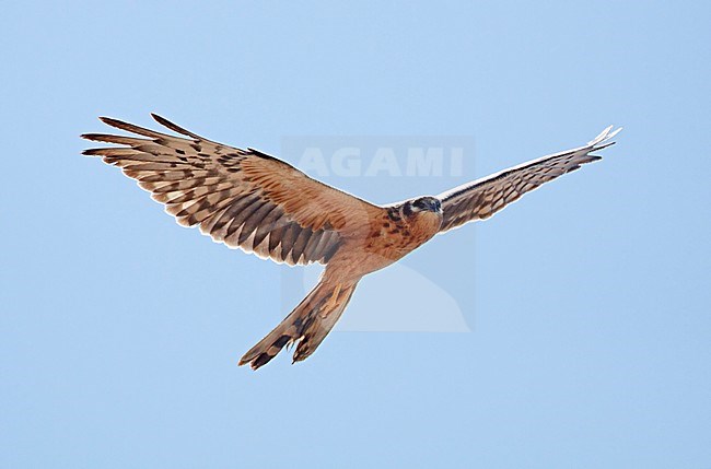 Montagu's Harrier Israel April Niittysuohaukka Circus pygargus stock-image by Agami/Tomi Muukkonen,