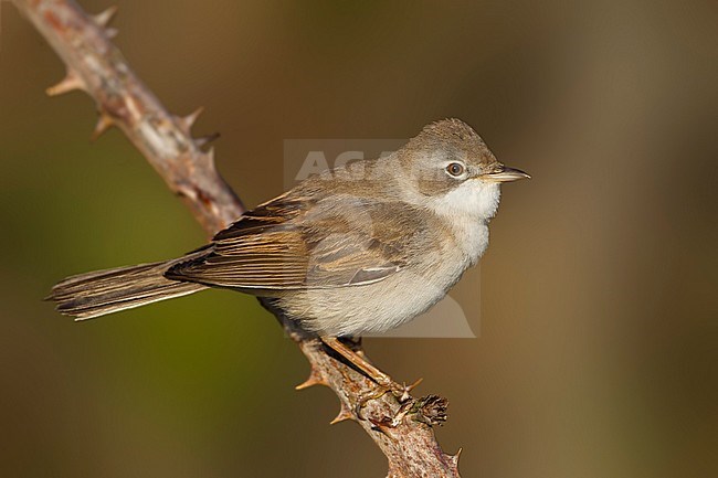 Common Whitethroat - Dorngrasmücke - Sylvia communis ssp. communis, Germany stock-image by Agami/Ralph Martin,