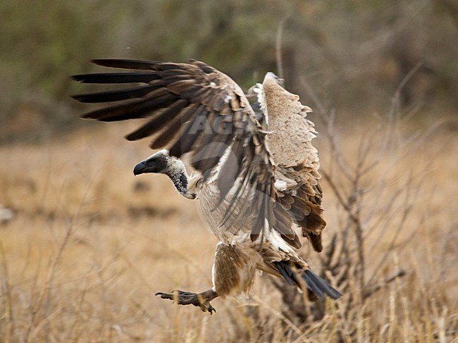 Witruggier, African White-backed Vulture, Gyps africanus stock-image by Agami/Marc Guyt,